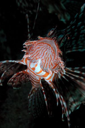 Lionfish from Hurghada by Ugo Gaggeri 
