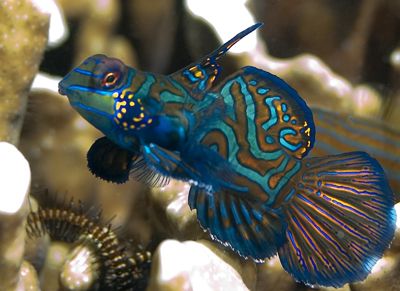Mandarin fish, a male waiting for his female by Corina Swan 