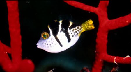 Juvenile Pufferfish

Housed Nikon 8008 with Nikkor 105m... by Paul Waldeck 