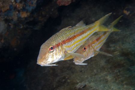 A brace of Mullus Surmuletus by Vittorio Durante 