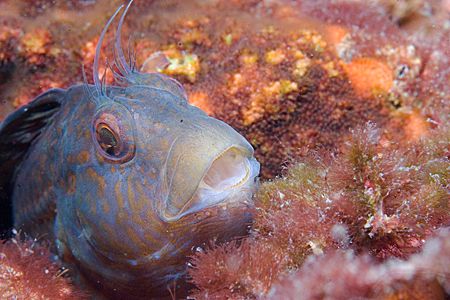 Taken off the coast of North Caroina on the wreck of the ... by Michael Shope 