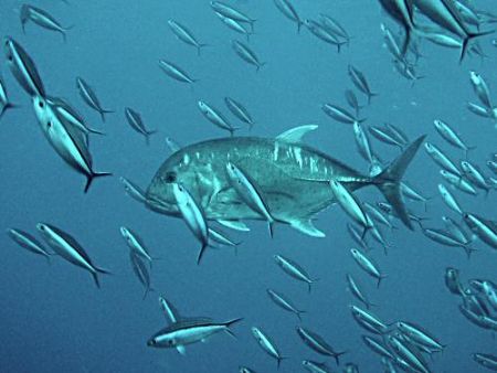 Trevally swimming through bait fish, Raja Ampat by Dawn Watson 