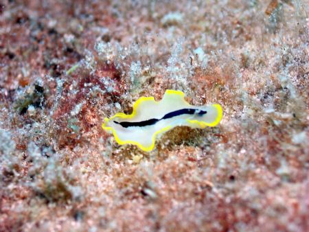 Taken at Kapalai Island, East Malaysia by Dennis Siau 