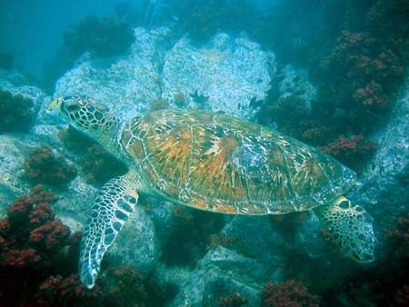 This turtle was getting a clean and didnt care that I was... by Joe Edwards 