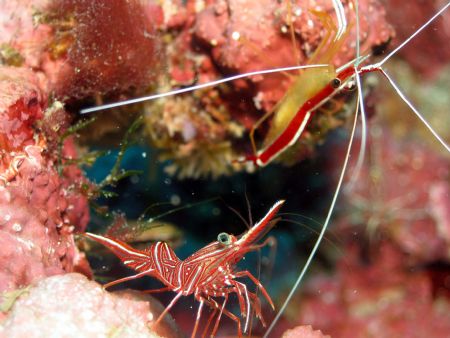 Taken at Mabul Island, East Malaysia by Dennis Siau 