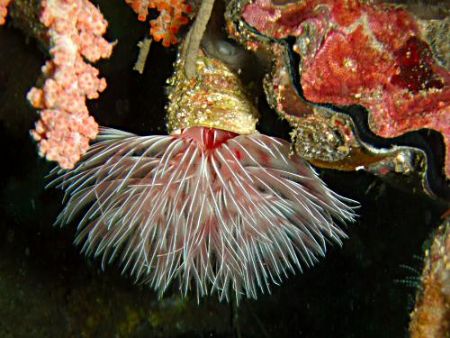 Pretty fanworm Raja Ampat by Dawn Watson 