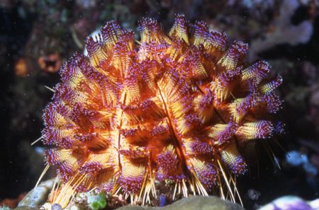 Crown of Thorns. by David Spiel 