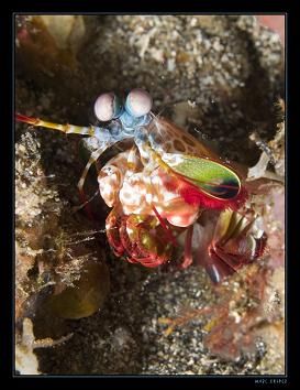A purple blotched smasher out of its hole..... Made in Le... by Marc Kuiper 