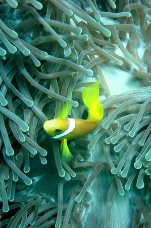 Anemona Fish. by Bruno Santos 