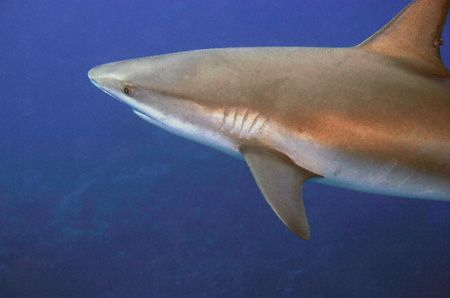 Up Close. Caribbean Reef Shark image taken at Amberjack R... by Allan Vandeford 