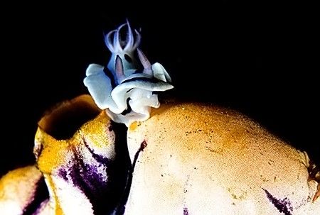 King of the Salp. by Rand Mcmeins 