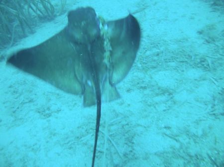 Thomback ray by Hakan Taslicay 