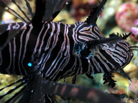 Taken at Sipadan Island, East Malaysia by Dennis Siau 