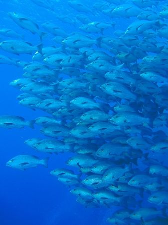 Large shoal of snappers taken at Shark reef, Ras Mohamed ... by Nikki Van Veelen 
