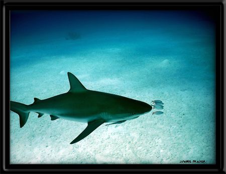  Bahamas by Joanne Fraser 