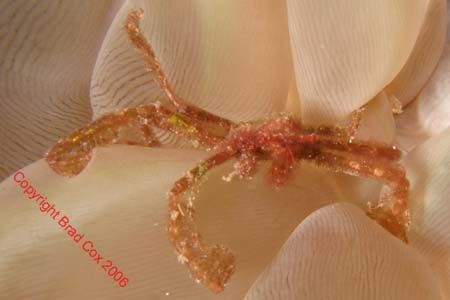 Hairy Anenome crab Sulawesi Olympus 7070 by Brad Cox 
