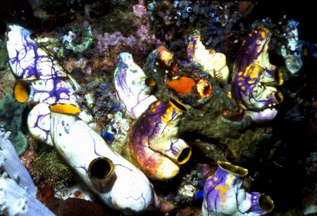 Lot's O' Sea Squirts. All Sharp! by David Spiel 