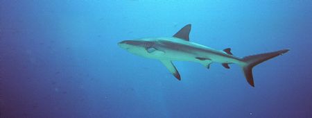 Gray Reef Shark. Picture taken while hooked into the reef... by Morgan Ashton 