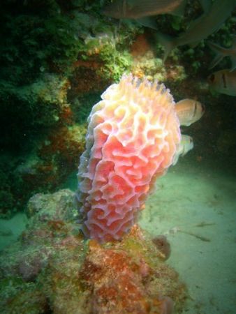 Neon Soft-Coral by Heriberto Parrilla 