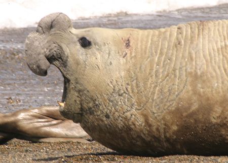Sea Elefant - Patagonia / Puerto Pirámides (National Prot... by Ralf Levc 