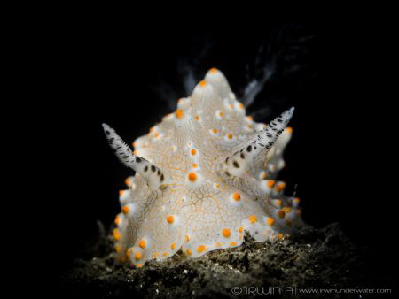 S N O O D 
Nudibranch (Halgerda batangas) 
East Lombok,... by Irwin Ang 