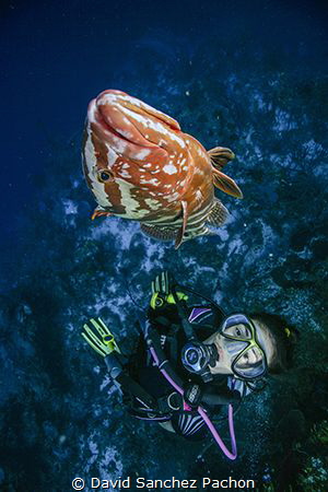 swimming and having fun with a nassau grouper by David Sanchez Pachon 