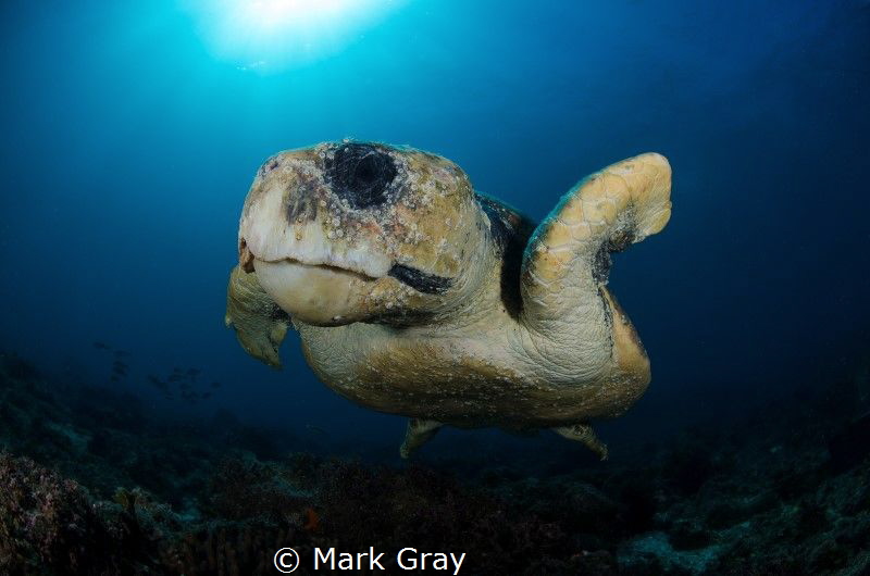 Loggerhead Turtle by Mark Gray 