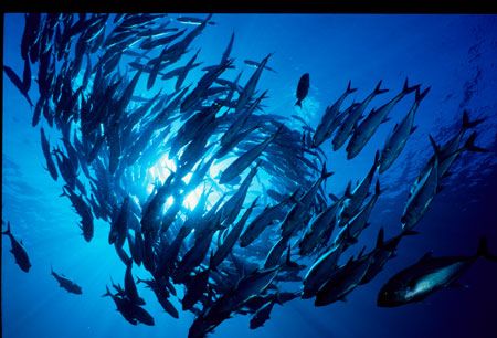 Schooling Big Eye Jacks at Mary Island

Nikonos V w 15 ... by Paul Waldeck 