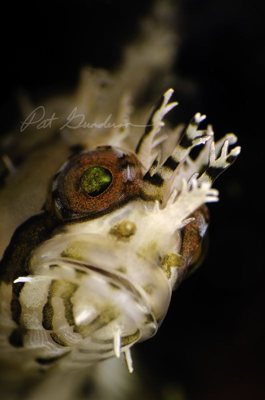 Juvi Mosshead Warbonnet by Pat Gunderson 