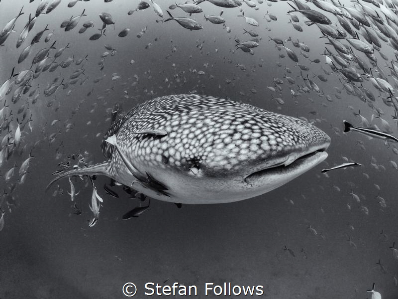 Nosy Parker

Whale Shark - Rhincodon typus

Sail Rock... by Stefan Follows 