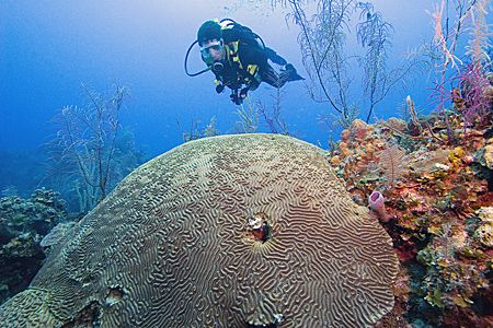 A new diver swims over coral in the Bahamas. by Michael Shope 