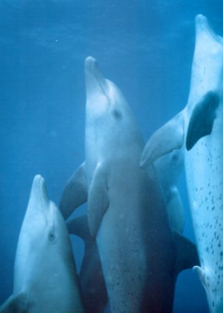 Male bonding by David Thompson 
