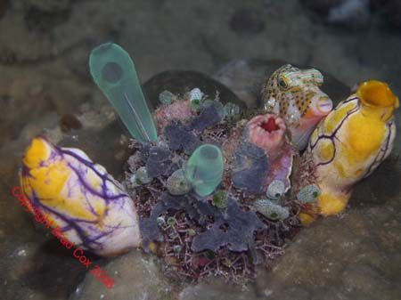 Spot the Fish Bunaken Olympus C 4000 by Brad Cox 