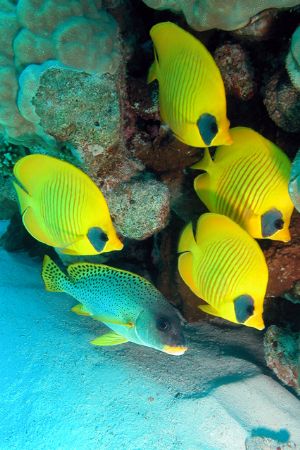 From Gota Abu Ramada, one of the best dive sites of Hurgh... by Ugo Gaggeri 