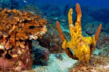 Frog fish, Coiba Island, D-70s / Ikelite D-125 strobe by Larry Polster 