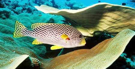 Sweetlips. Photo taken at Pelilieu Cut. by Morgan Ashton 