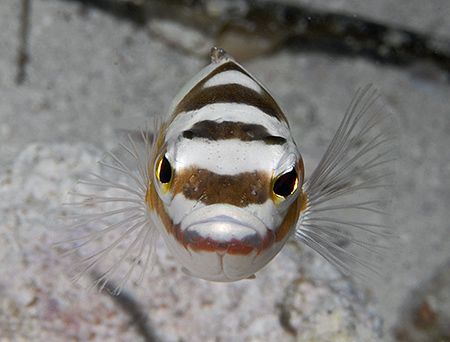 I think this little Tobaccofish was mezmerized by his ref... by Jim Chambers 