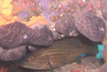 Grouper by Hakan Taslicay 