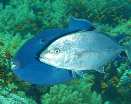 The odd couple.... Taken at Yolanda reef, Ras Mohamed Par... by Nikki Van Veelen 