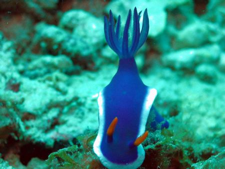 Taken at Sibuan Island, East Malaysia by Dennis Siau 