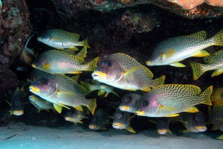 Sweetlips from Gota Abu Ramada, Hurghada. by Ugo Gaggeri 