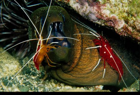 Open Wide- gReen Moray w 2 Species of Cleaner Shrimp.

... by Paul Waldeck 