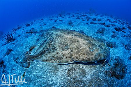 Angel shark. Picture taken in Arinaga, Gran Canaria, Cana... by Arthur Telle Thiemann 