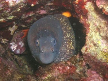 Moray by Hakan Taslicay 