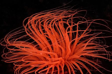 Anemone on fire. D2x, 50mm. by Rand Mcmeins 