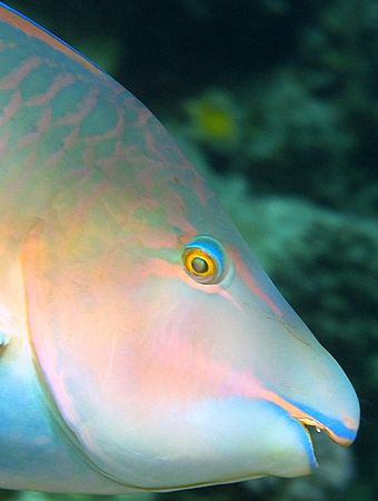 Parrot fish taken at Sharksbay with Olympus E300, by Nikki Van Veelen 