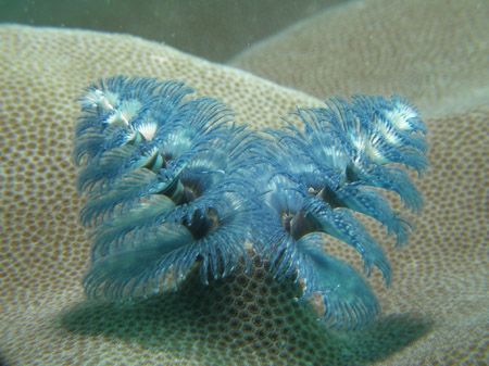 Christmas Tree worms Coral Bay Western Australia by Brad Cox 