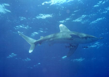Just below the surface, cruising peacefully this 3m ocean... by David Thompson 