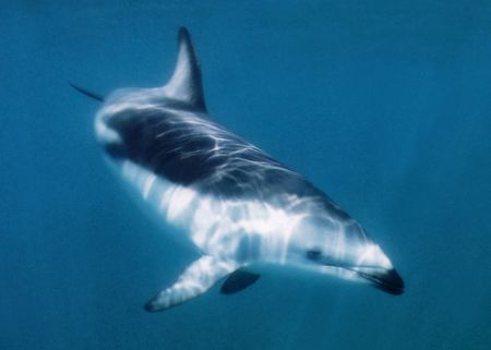Dolphin , Patagonia - Puerto Piramides by Ralf Levc 
