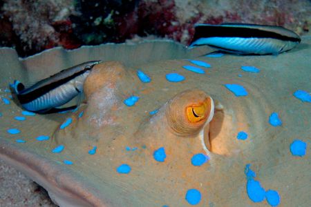 Relax for a blue spotted sting ray. Hurghada. by Ugo Gaggeri 